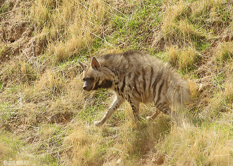  Striped Hyena  Hyaena  hyaena   Golan heights 05-12-12 Lior kislev